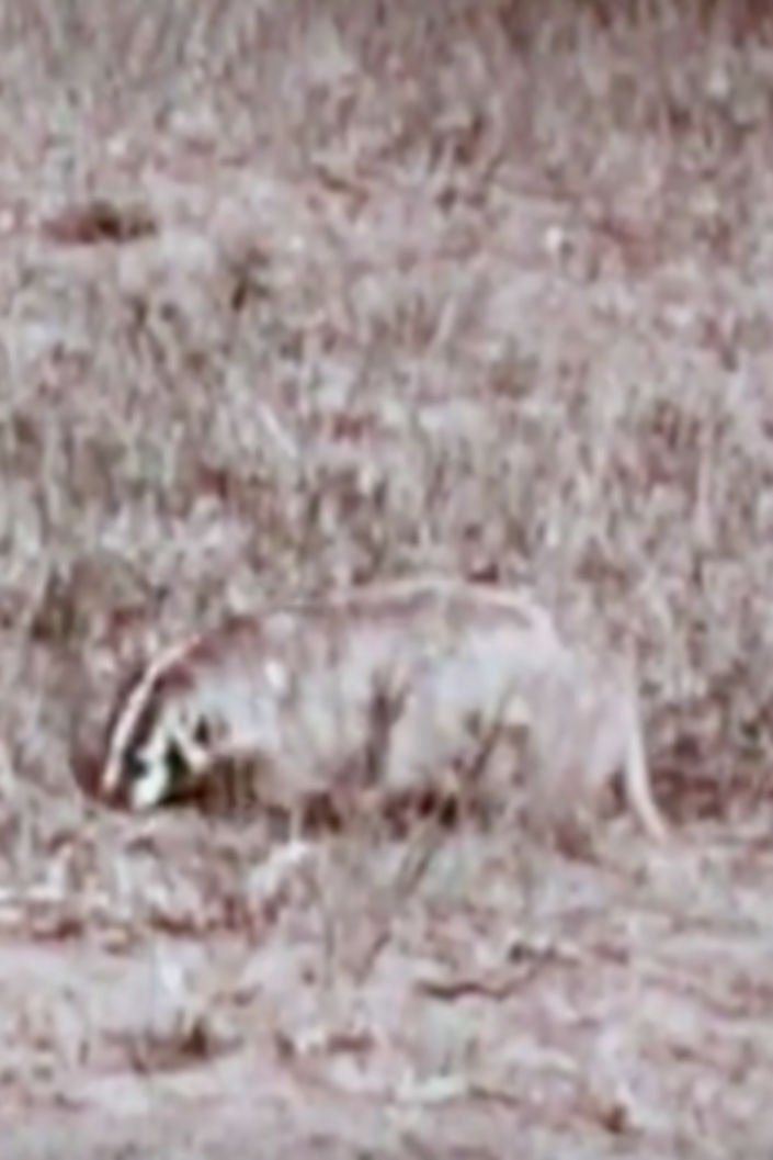 A Badger's Bad Day