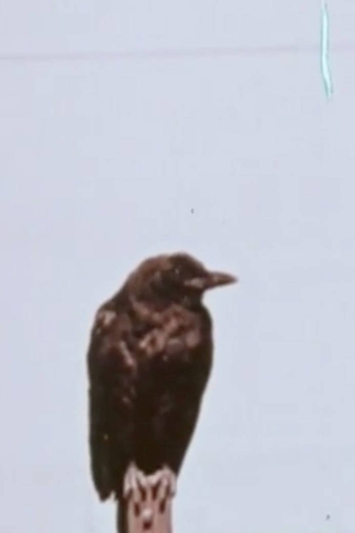 Corky The Crow