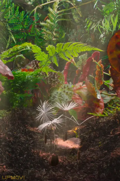 Dandelion's Odyssey