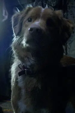 Indy