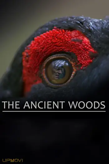 The Ancient Woods