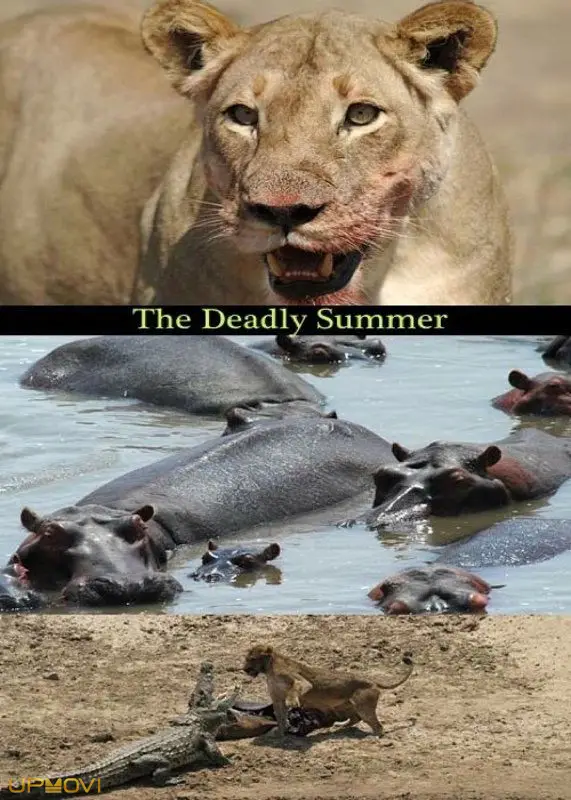 Deadly Summer