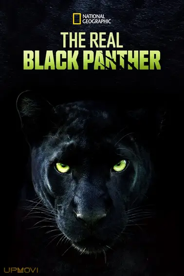 The Real Black Panther