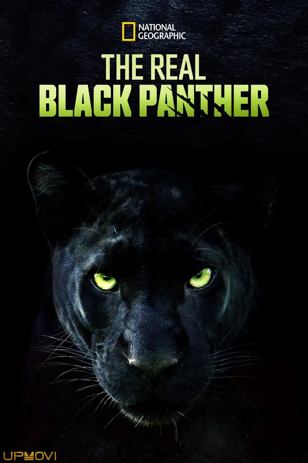 The Real Black Panther