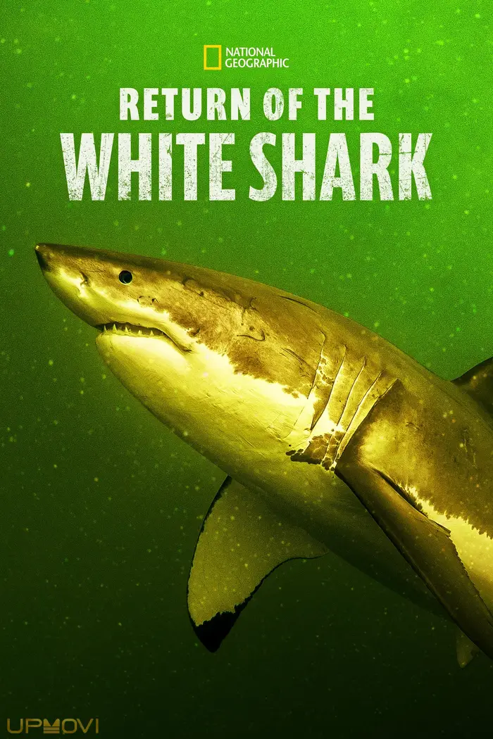 Return of the White Shark