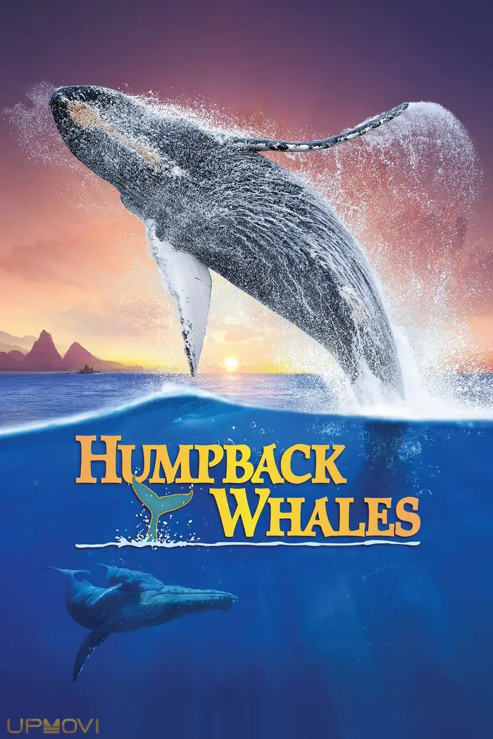 Humpback Whales