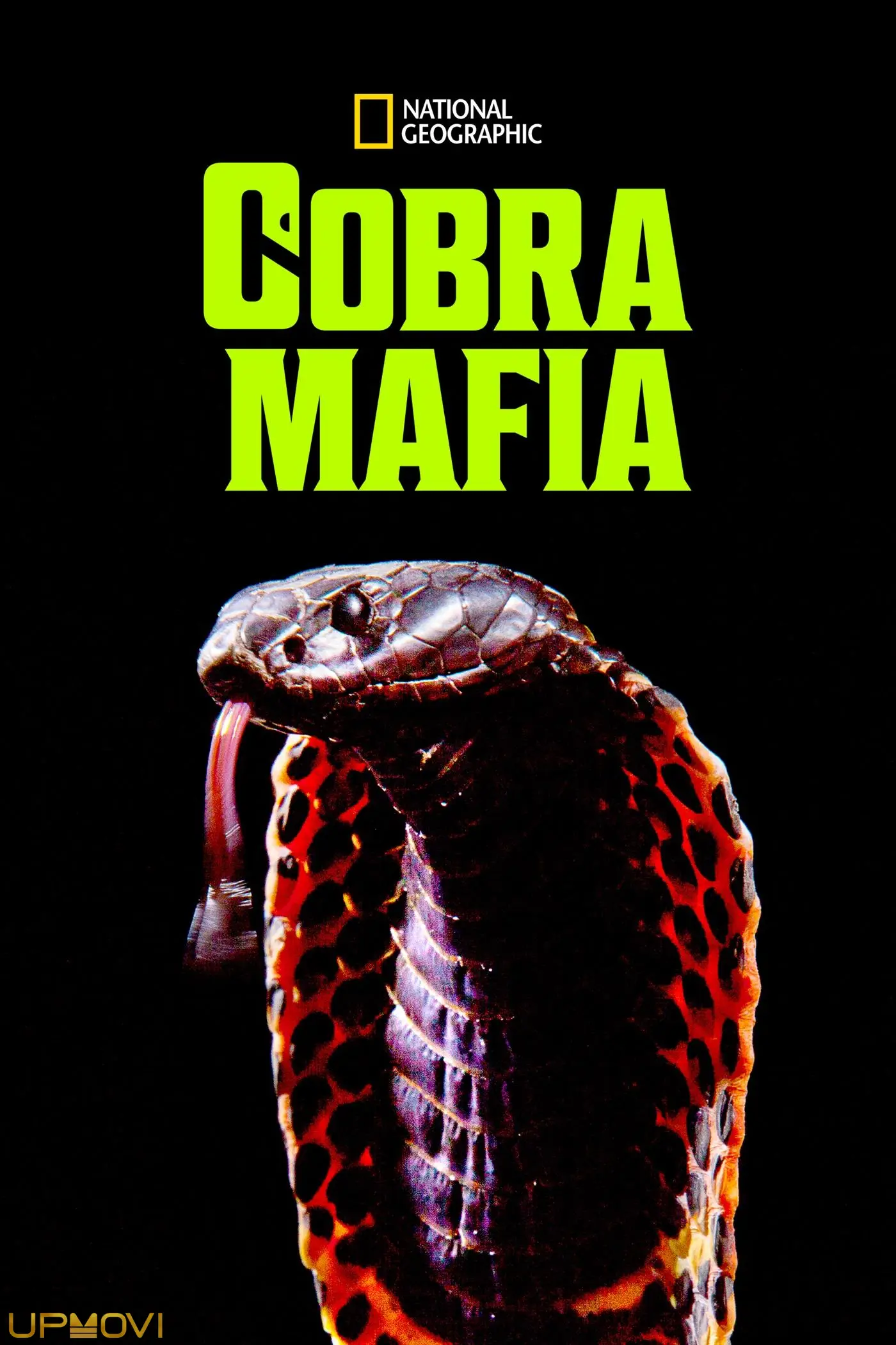 Cobra Mafia
