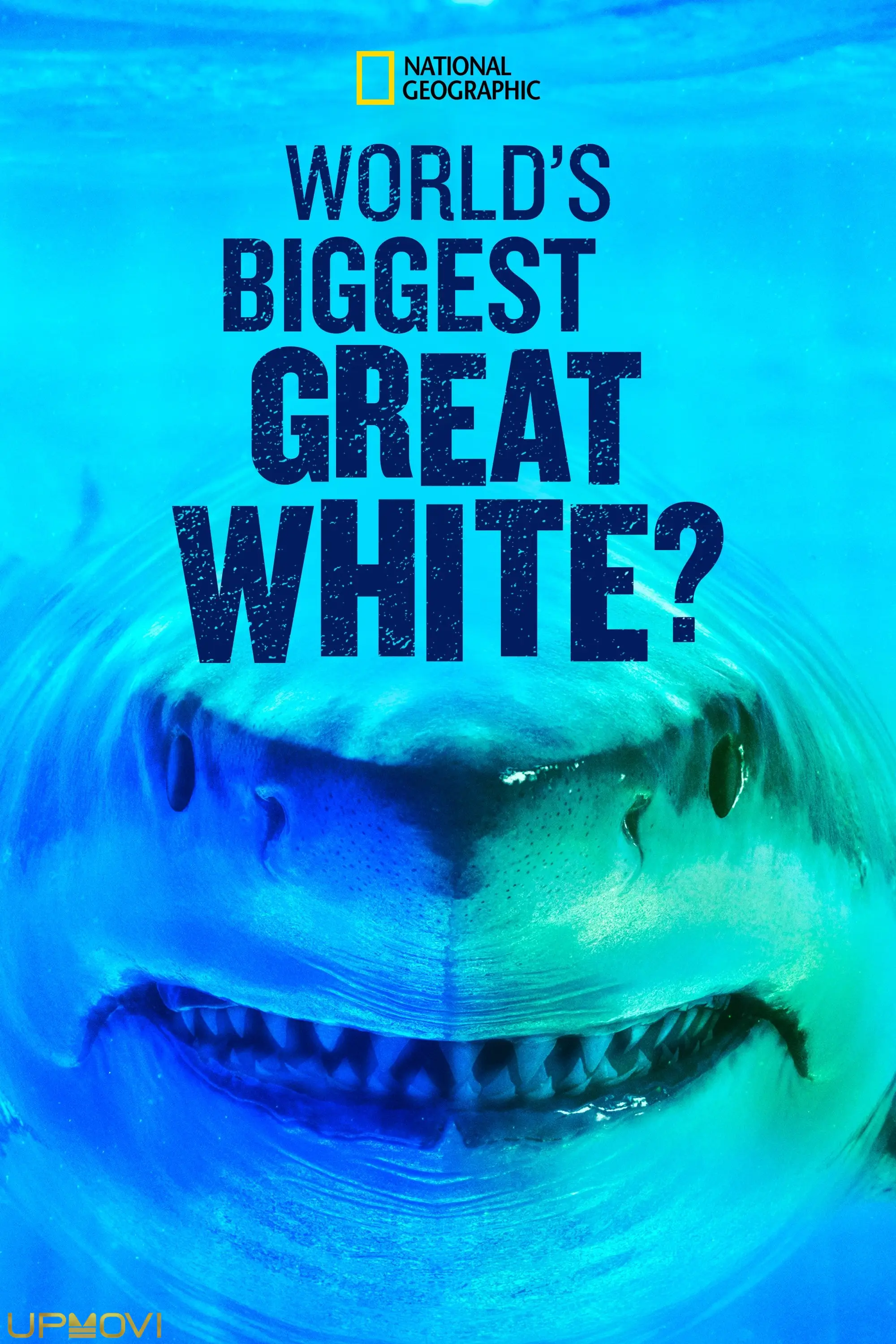World's Biggest Great White?