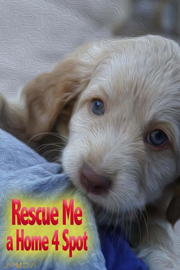 Rescue Me: A Home 4 Spot