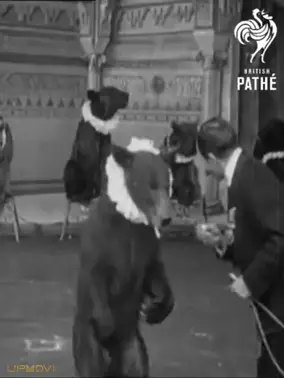 Trained Bears