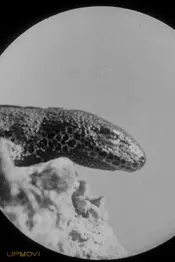 Les salamandres