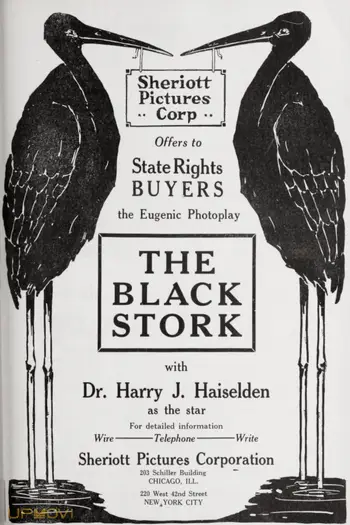 The Black Stork