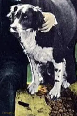 Rex the Dog