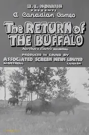 Return of the Buffalo