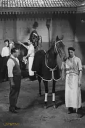 زن و ژوکی (هیپودرم)