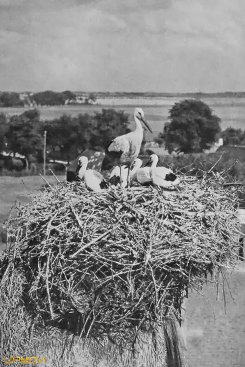 The Storks