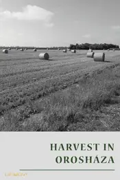 Harvest in Orosháza