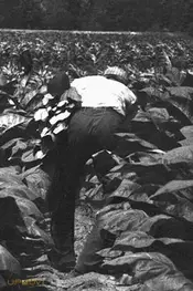 The Back-breaking Leaf