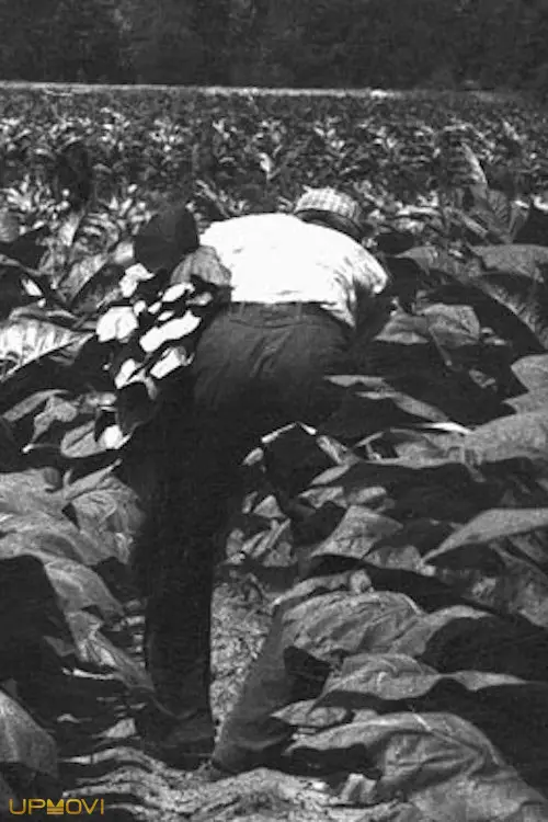 The Back-breaking Leaf
