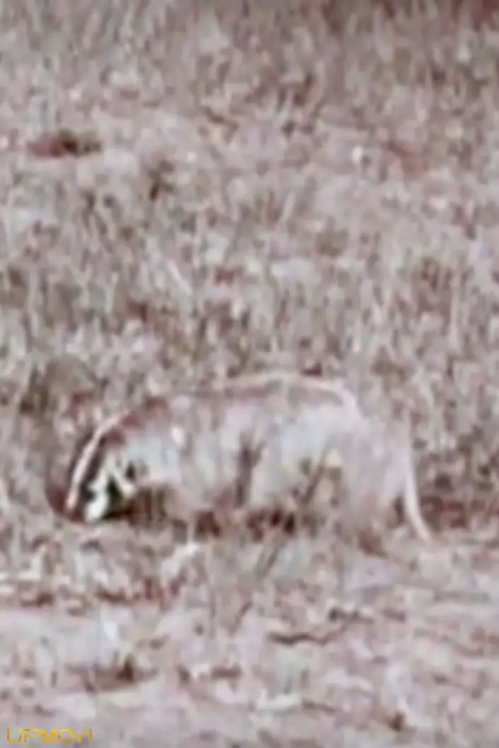 A Badger's Bad Day