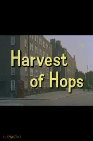 Look at Life: Harvest of Hops