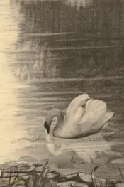 The Ugly Duckling