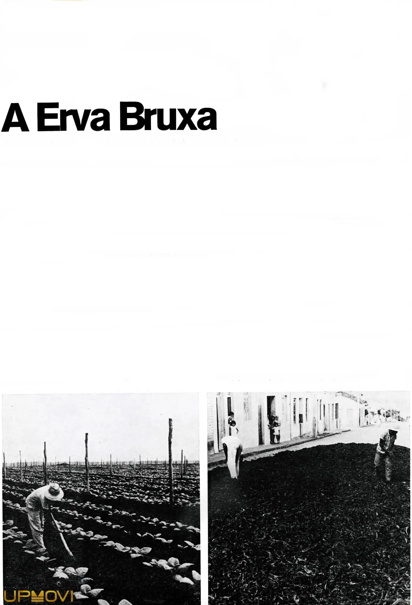 A Erva Bruxa